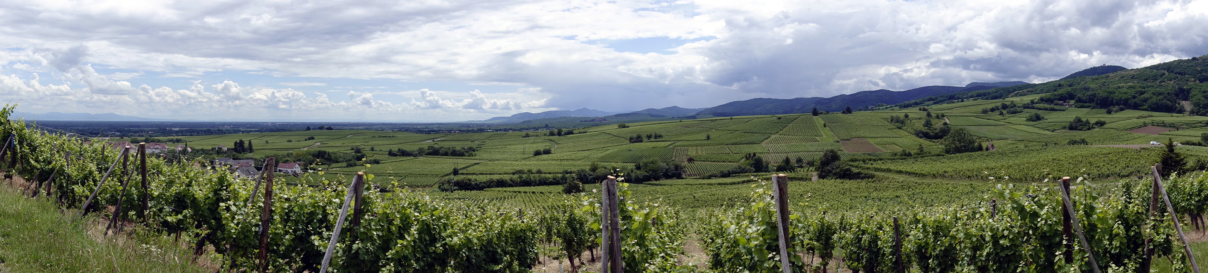 Photo panoramique des Vosges vue des vignes dans les hauteurs de Bergheim
