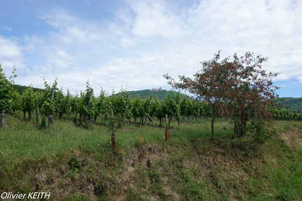 Haut-Koenigsbourg depuis les vignes